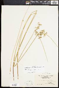 Juncus effusus var. pylaei image