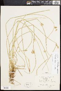 Juncus effusus var. pylaei image