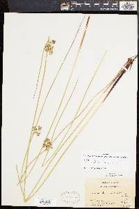 Juncus effusus var. pylaei image