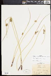 Juncus effusus var. pylaei image