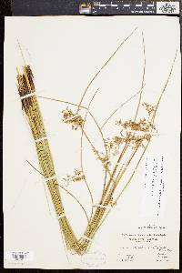 Juncus effusus var. pylaei image