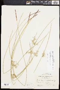 Juncus effusus var. pylaei image