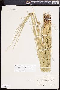 Juncus effusus var. solutus image