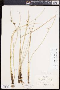 Juncus effusus var. solutus image