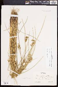 Juncus effusus var. solutus image