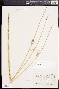 Juncus effusus var. solutus image