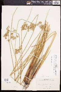 Juncus effusus var. solutus image