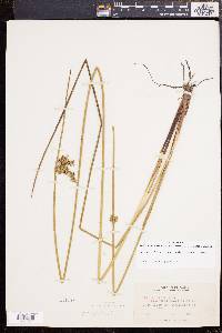 Juncus effusus var. solutus image