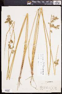 Juncus effusus var. solutus image