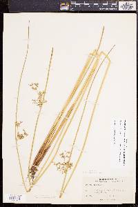 Juncus effusus var. solutus image