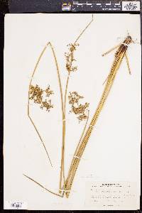 Juncus effusus var. solutus image