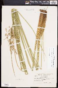 Juncus effusus var. solutus image