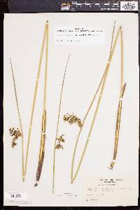 Juncus effusus var. solutus image