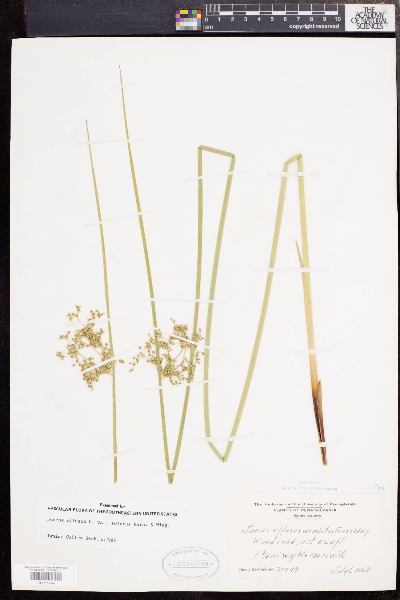 Juncus effusus var. solutus image