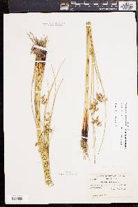 Juncus effusus var. solutus image