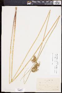 Juncus effusus var. solutus image