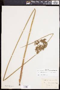 Juncus effusus var. solutus image