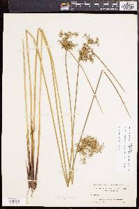 Juncus effusus var. solutus image