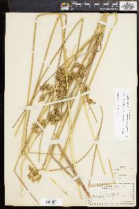 Juncus effusus var. solutus image