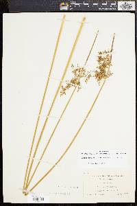 Juncus effusus var. solutus image