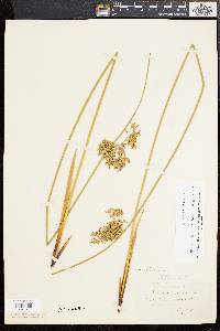 Juncus effusus var. solutus image