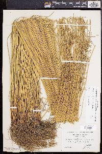 Juncus effusus var. solutus image