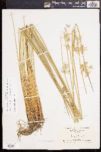 Juncus effusus var. solutus image