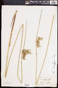 Juncus effusus var. solutus image