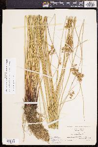 Juncus effusus var. solutus image