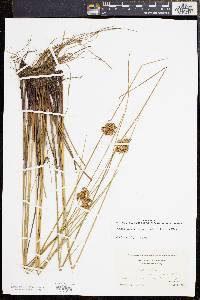 Juncus effusus var. solutus image