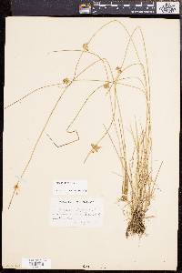 Juncus filiformis image