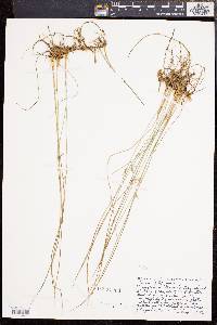 Juncus filiformis image