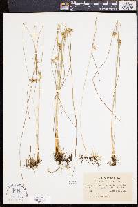 Juncus filiformis image