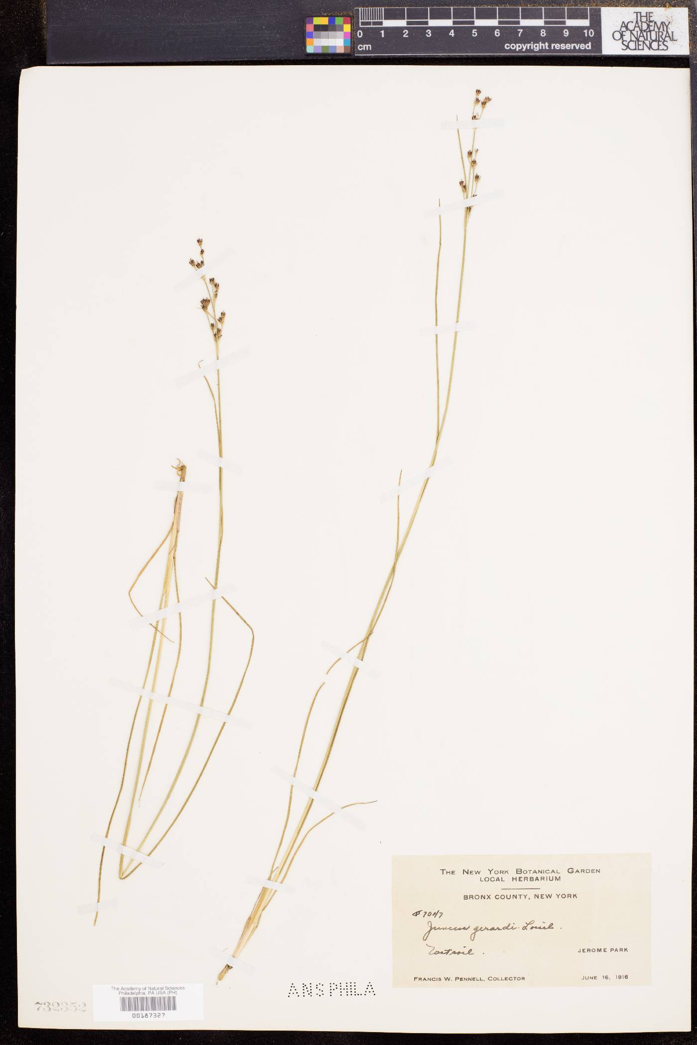 Juncus gerardii image