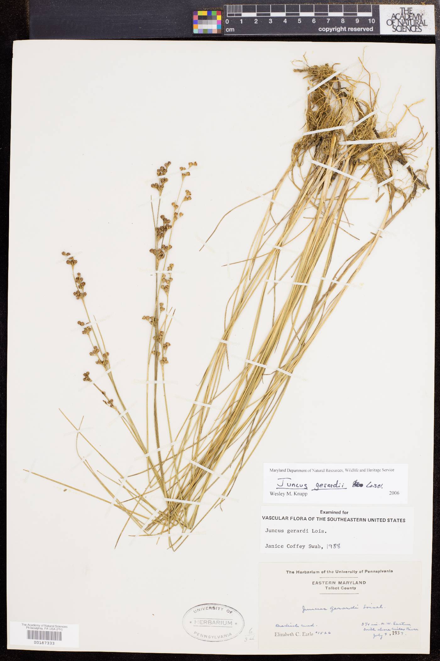 Juncus gerardii image