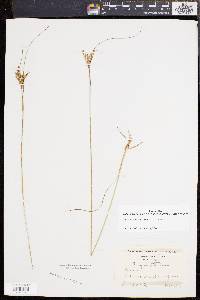 Juncus greenei image