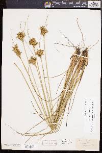 Juncus greenei image