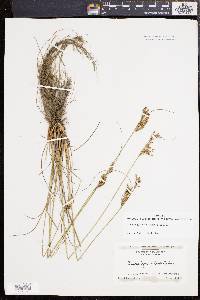 Juncus greenei image