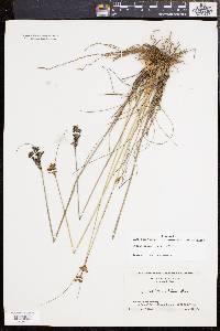 Juncus greenei image