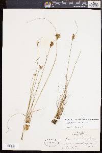 Juncus greenei image