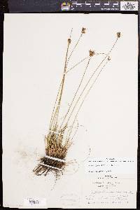 Juncus greenei image