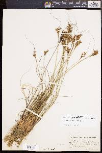 Juncus greenei image