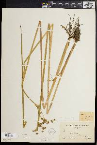 Juncus militaris image