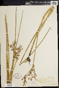 Juncus militaris image