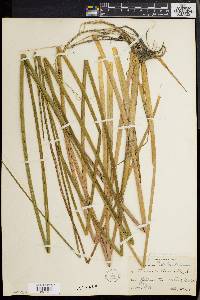 Juncus militaris image