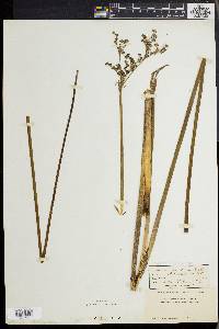 Juncus militaris image