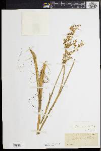 Juncus militaris image