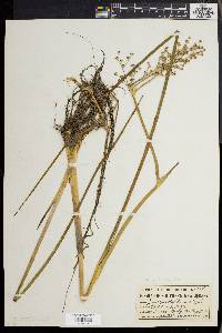 Juncus militaris image