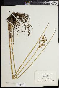 Juncus militaris image