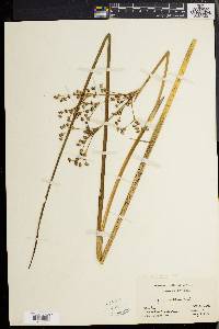 Juncus militaris image